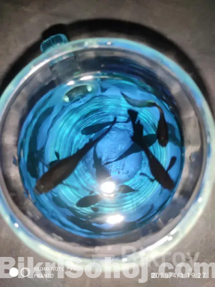 Aquarium fish black Moscow guppy